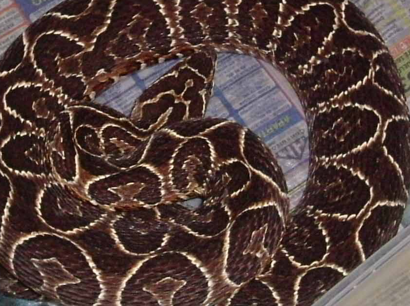 Bothrops alternatus Female .bmp [1561 Kb]